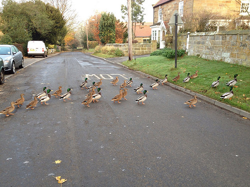 ducks road photo